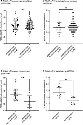 Common Polymorphisms in the RGMa Promoter Are Associated With Cerebrovascular Atherosclerosis Burden in Chinese Han Patients With Acute Ischemic Cerebrovascular Accident